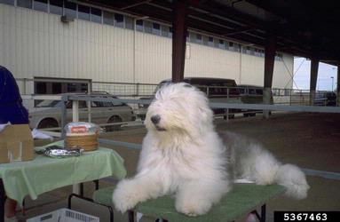 dog (domestic), Canis lupus familiaris (Carnivora: Canidae) - 5367463