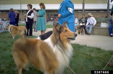 dog (domestic), Canis lupus familiaris (Carnivora: Canidae) - 5367466