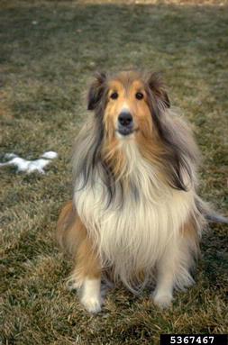 dog (domestic), Canis lupus familiaris (Carnivora: Canidae) - 5367467