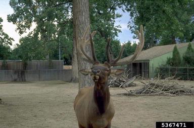 elk, Cervus canadensis  (Artiodactyla: Cervidae) - 5367471