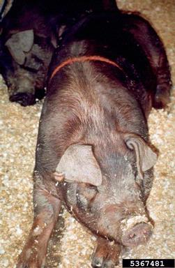 nutrient deficiency (  ) on swine (  ) - 5367481