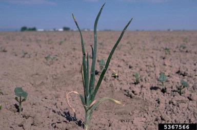 Iris Yellow Spot Virus (Tospovirus IYSV ) on garden onion (Allium cepa ) - 5367566