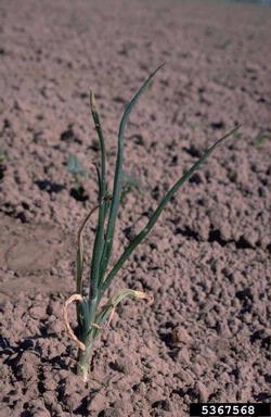 Iris Yellow Spot Virus (Tospovirus IYSV ) on garden onion (Allium cepa ) - 5367568