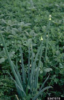 Iris Yellow Spot Virus (Tospovirus IYSV ) on garden onion (Allium cepa ) - 5367575