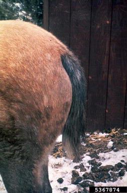 horse (domestic), Equus caballus (domestic type) (Perissodactyla: Equidae) - 5367874