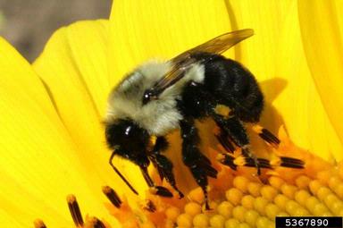 bumble bees (Bombus spp. ) on common sunflower (Helianthus annuus ) - 5367890