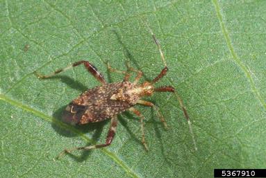 clouded plant bug (Neurocolpus nubilus ) on cotton (Gossypium hirsutum ) - 5367910