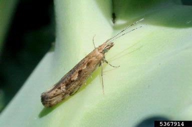 diamondback moth (Plutella xylostella ) on broccoli (Brassica oleracea var. italica) - 5367914