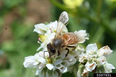honey bee (Apis mellifera ) on buckwheat (Fagopyrum esculentum ) - 5367931