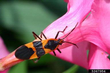 large milkweed bug (Oncopeltus fasciatus ) on oleander (Nerium oleander ) - 5367954