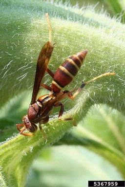 paper wasps, Polistes spp.  (Hymenoptera: Vespidae) - 5367959