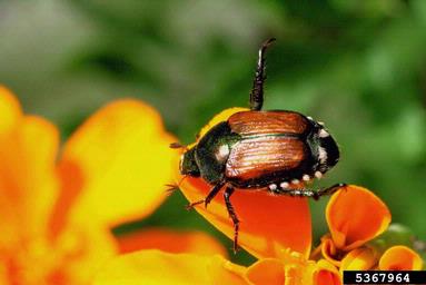 Japanese beetle (Popillia japonica ) on Aztec marigold (Tagetes erecta ) - 5367964