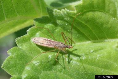 assassin bugs (Zelus spp. ) on common sunflower (Helianthus annuus ) - 5367969