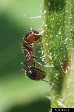 red imported fire ant (Solenopsis invicta ) on common sunflower (Helianthus annuus ) - 5367981