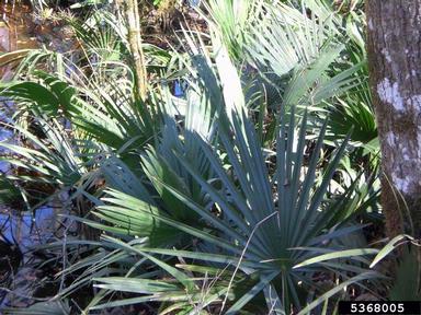 dwarf palmetto, Sabal minor  (Arecales: Arecaceae) - 5368005