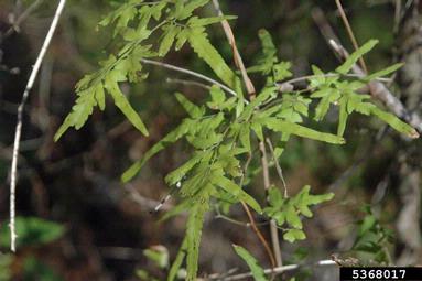 Japanese climbing fern, Lygodium japonicum  (Polypodiales: Lygodiaceae) - 5368017