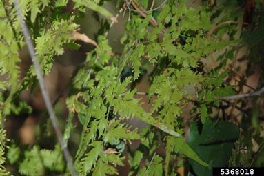 Japanese climbing fern, Lygodium japonicum  (Polypodiales: Lygodiaceae) - 5368018