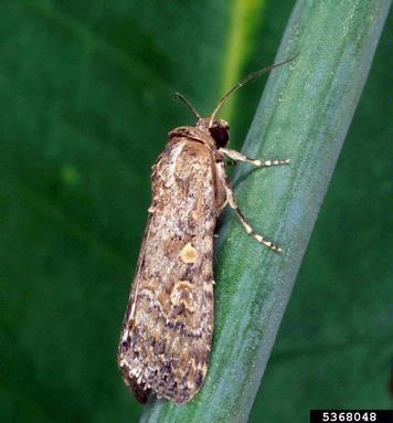 beet armyworm, Spodoptera exigua  (Lepidoptera: Noctuidae) - 5368048