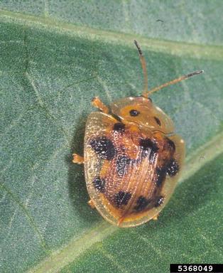 tortoise beetles (Aspidomorpha spp. ) on sweetpotato (Ipomoea batatas ) - 5368049