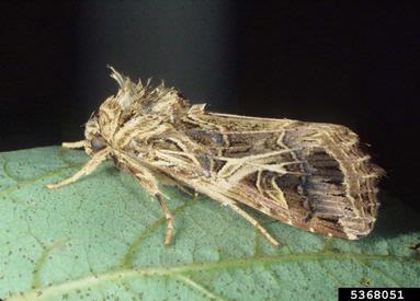 cotton leafworm, tobacco cutworm, Spodoptera litura  (Lepidoptera: Noctuidae) - 5368051