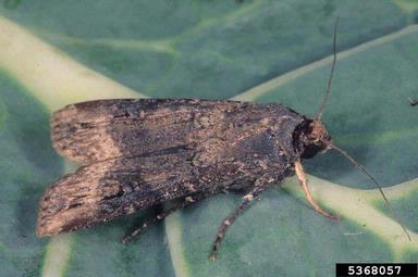 black cutworm, Agrotis ipsilon  (Lepidoptera: Noctuidae) - 5368057