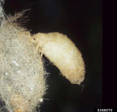 tussock moths, Orgyia spp.  (Lepidoptera: Lymantriidae) - 5368070