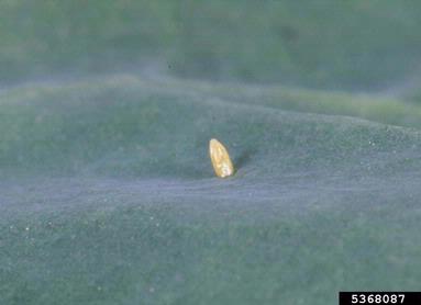 cabbage white, Pieris rapae  (Lepidoptera: Pieridae) - 5368087