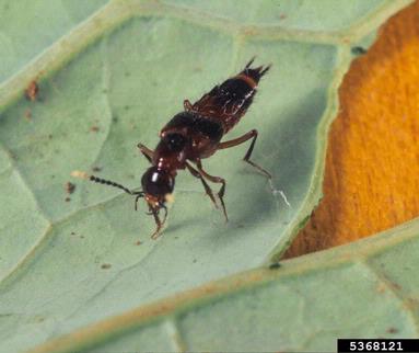 rove beetle, Philonthus spp.  (Coleoptera: Staphylinidae) - 5368121