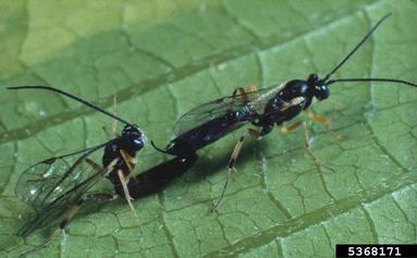 Ichneumonid parasitoid wasp, Diadegma semiclausum  (Hymenoptera: Ichneumonidae) - 5368171