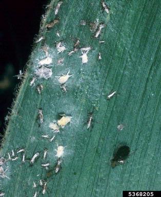 Verticillium wilts (Verticillium spp. ) on corn leaf aphid (Rhopalosiphum maidis ) - 5368205
