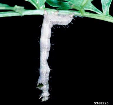 Thysanoplusia orichalcea NPV (Nucleopolyhedrovirus ThorNPV ) on soybean looper (Thysanoplusia orichalcea ) - 5368220