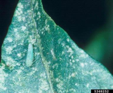 leafhoppers, Empoasca spp.  (Hemiptera: Cicadellidae) - 5368252