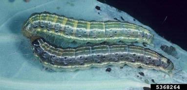 cabbage cluster caterpillar, Crocidolomia pavonana  (Lepidoptera: Crambidae) - 5368264