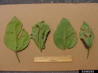bacterial pustule of soybean disease (Xanthomonas axonopodis pv. glycines) on soybean (Glycine max ) - 5368283