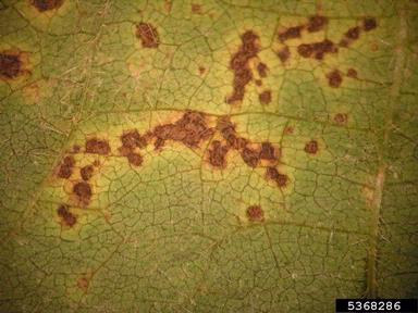 bacterial pustule of soybean disease (Xanthomonas axonopodis pv. glycines) on soybean (Glycine max ) - 5368286
