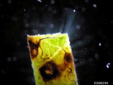 bacterial pustule of soybean disease (Xanthomonas axonopodis pv. glycines) on soybean (Glycine max ) - 5368290