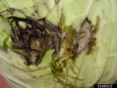 bacterial soft rot (Pectobacterium carotovorum ssp. carotovorum) on cabbage (Brassica oleracea var. capitata) - 5368315