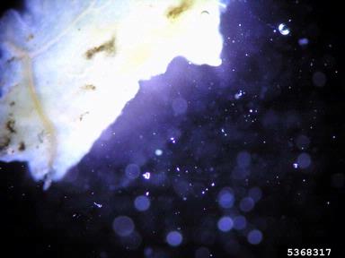 bacterial soft rot (Pectobacterium carotovorum ssp. carotovorum) on cabbage (Brassica oleracea var. capitata) - 5368317