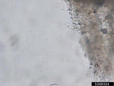 Phytophthora root and stem rot (Phytophthora drechsleri ) on cabbage (Brassica oleracea var. capitata) - 5368324