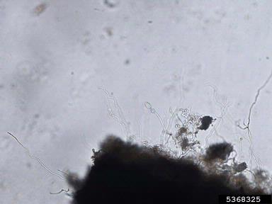 Phytophthora root and stem rot (Phytophthora drechsleri ) on cabbage (Brassica oleracea var. capitata) - 5368325