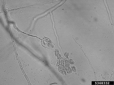 Phytophthora root and stem rot (Phytophthora drechsleri ) on cabbage (Brassica oleracea var. capitata) - 5368332