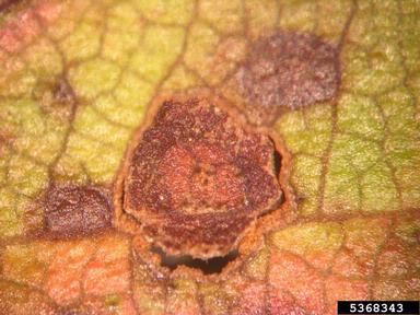 Cercospora fungi (Cercospora spp. ) on plum/cherry (Prunus spp. ) - 5368343