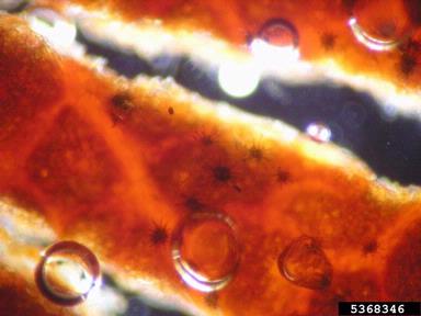 Cercospora fungi (Cercospora spp. ) on plum/cherry (Prunus spp. ) - 5368346