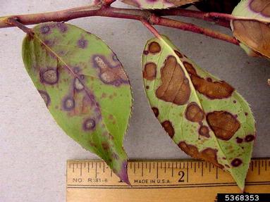 Phyllosticta leaf spots (Phyllosticta spp. ) on doghobble (Leucothoe spp. ) - 5368353