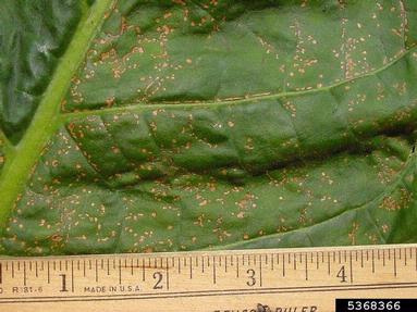 Tobacco Streak Virus (Ilarvirus TSV ) on dark tobacco (Nicotiana tabacum (dark type)) - 5368366