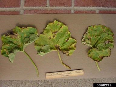 anthracnose (Colletotrichum orbiculare ) on muskmelon (Cucumis melo ssp. melo) - 5368379