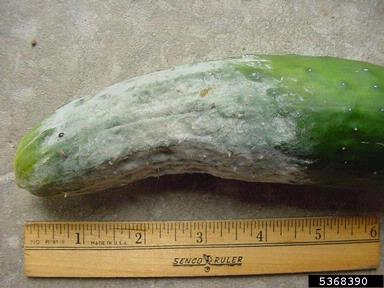 Phytophthora blight (Phytophthora capsici ) on cucumber (Cucumis sativus ) - 5368390