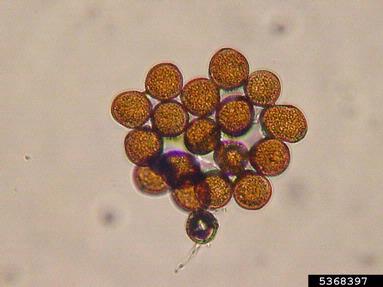 Southern corn rust (Puccinia polysora ) on corn (Zea mays ) - 5368397