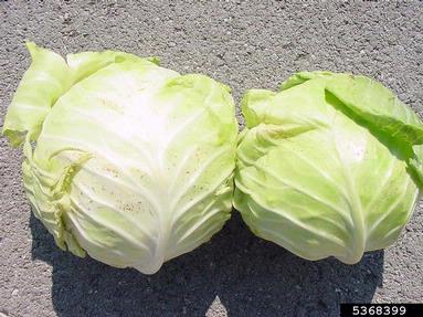 western flower thrips (Frankliniella occidentalis ) on cabbage (Brassica oleracea var. capitata) - 5368399