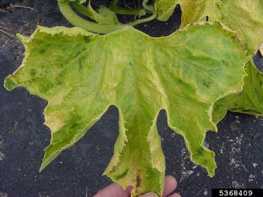 unknown virus (  ) on gourd (Cucurbita spp. ) - 5368409